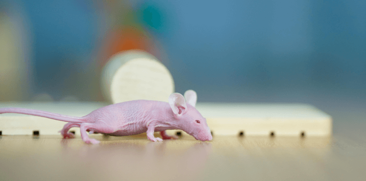 腫瘤免疫類(lèi)模型