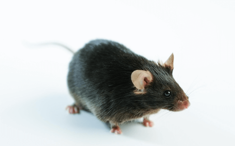 DIO  (高脂飲食誘導(dǎo)肥胖模型)