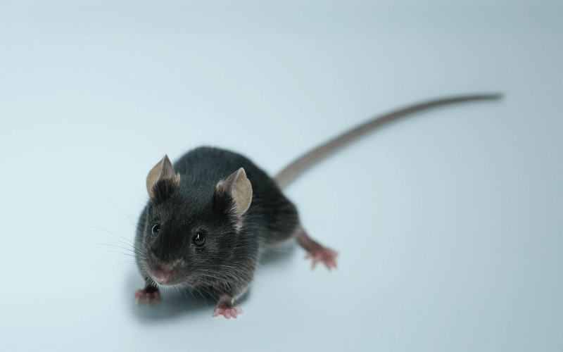 TNF-α （關(guān)節(jié)炎）