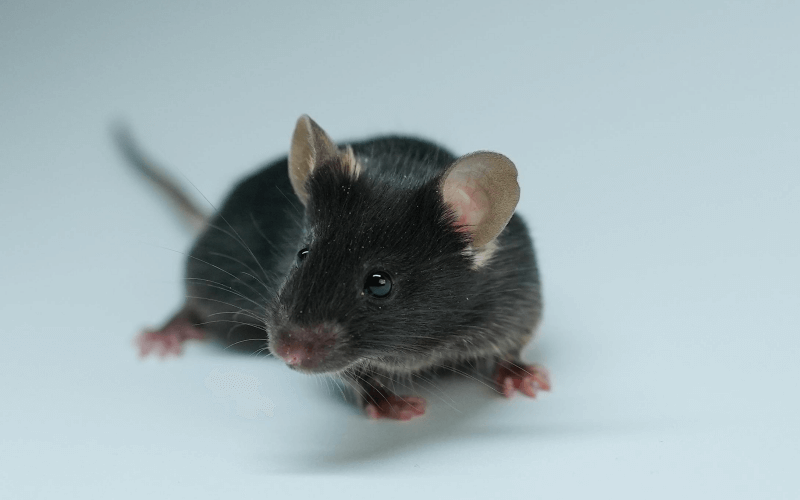 Rag2 （B、T免疫細(xì)胞缺失小鼠）